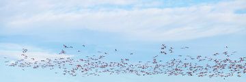 Een vlucht flamingo's van Hanneke Luit
