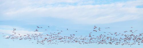 Een vlucht flamingo's van Hanneke Luit