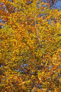 Bunt verfärbtes Herbstlaub an an einer Buche , Deutschland