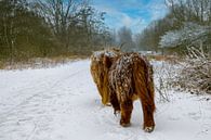 Schotse hooglanders in de sneeuw van Foto Amsterdam/ Peter Bartelings thumbnail