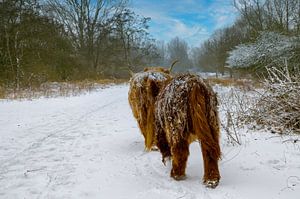 Les Highlanders écossais dans la neige