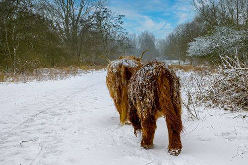 Schotse hooglanders in de sneeuw