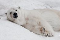 liegt entspannt. Mächtiger Raubtier-Eisbär liegt im Schnee, Nahaufnahme von Michael Semenov Miniaturansicht