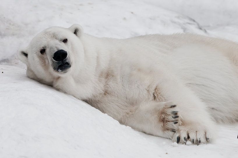 liegt entspannt. Mächtiger Raubtier-Eisbär liegt im Schnee, Nahaufnahme von Michael Semenov