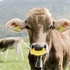 Portret van een koe in Zwitserland | Dierenfotografie wall art van Milou van Ham