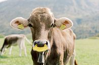 Portrait of a cow in Switzerland | Animal photography wall art by Milou van Ham thumbnail