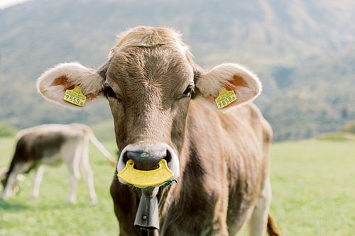 Portrait of a cow in Switzerland | Animal photography wall art
