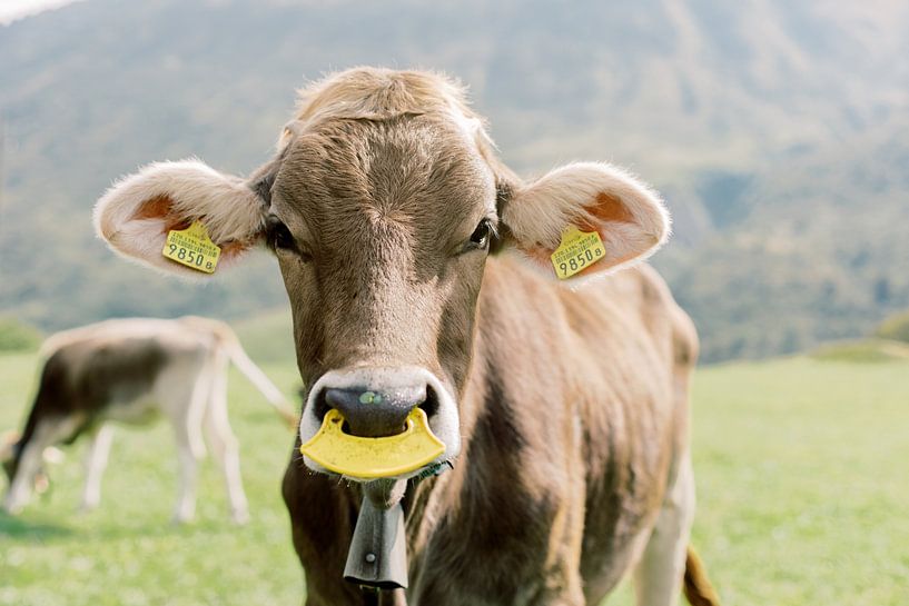Portrait of a cow in Switzerland | Animal photography wall art by Milou van Ham