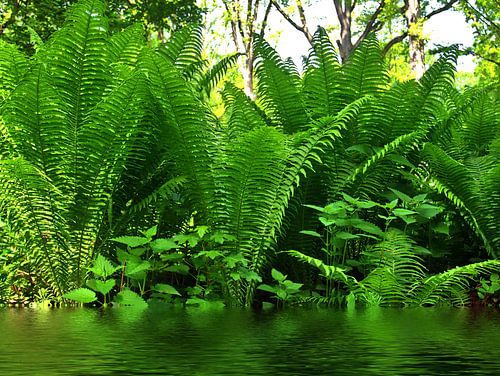 Fern 6