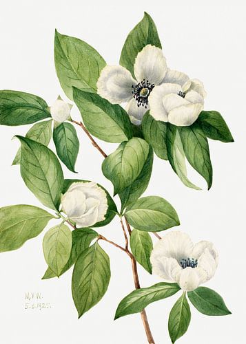 Virginia Stewartia (1925)