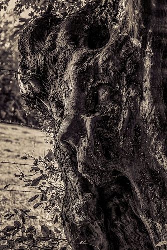 Boom met  menselijk gezicht