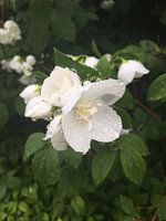 Bloem met waterdruppels 