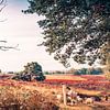Vergankelijkheid op de Mookerheide van Bas Stijntjes