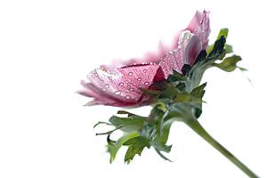 Rosa lila Anemone Blüte mit Tautropfen im Inneren auf weiß
