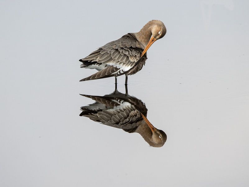 Black-tailed Godwit in reflection by Mart Spijker
