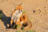 Fox