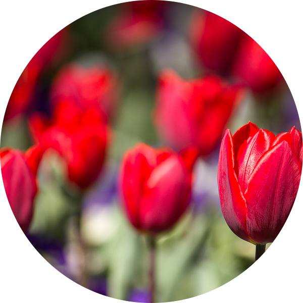 Tulpen van Zierikzee van Irene Lommers