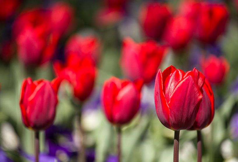 Tulpen van Zierikzee van Irene Lommers