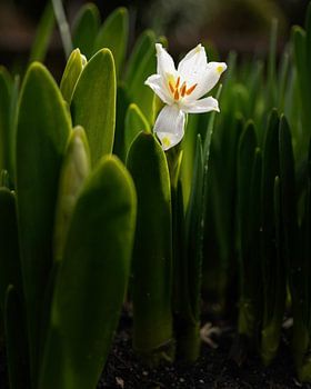 Weiße Blume im Grün
