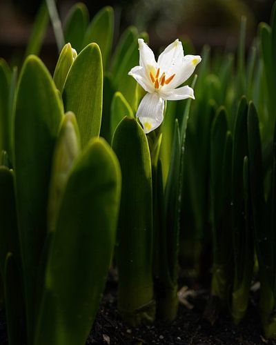 Fleur blanche dans le vert sur Atelier Nadine