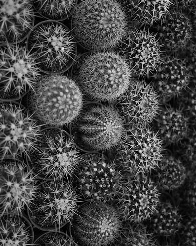 Small Round Cactus Collection Top Down Black and White