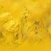 Lente van Ingrid Van Damme fotografie