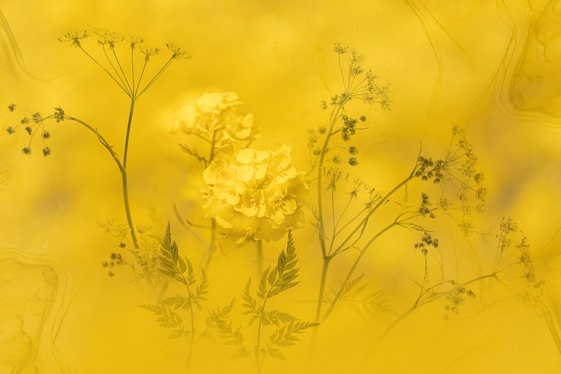 Spring by Ingrid Van Damme fotografie