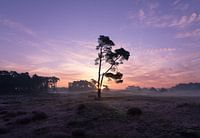 Eenzame boom tijdens zonsopkomst