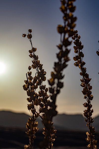 plantes dans le Wadi Rum par Patricia Van Roosmalen