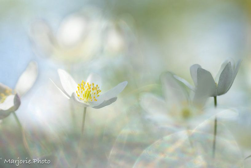 wood anemone in a golden glow by Marjorie Ruts