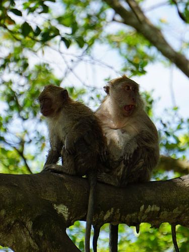 Two Lion Macaques with completely different facial expressions make a funny and interesting combination.