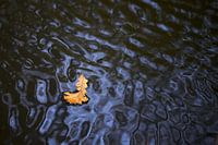 Blad drijft op water