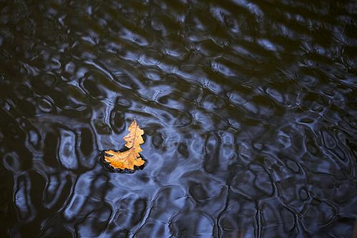 Leaf floats on water