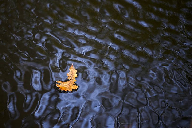 Blatt schwimmt auf dem Wasser von Arjen van den Broek