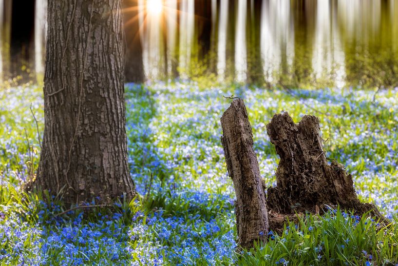 Blauwstaart in het bos van Tilo Grellmann