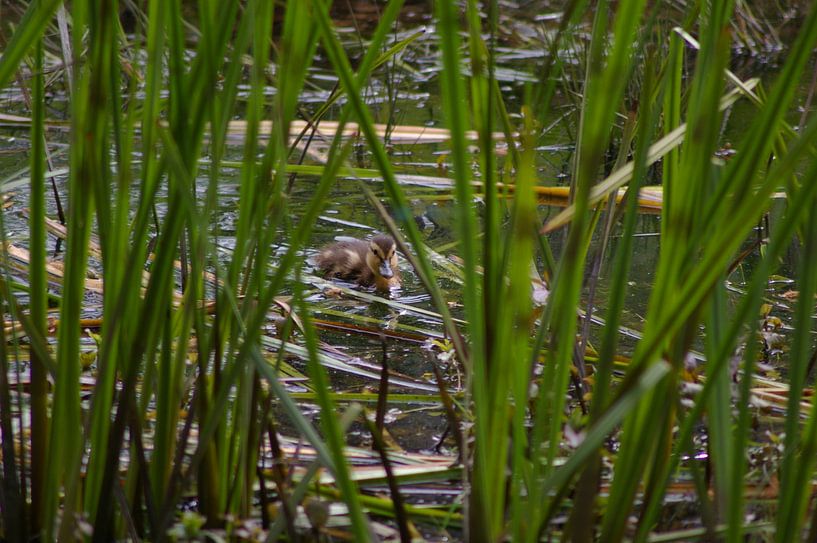 eendekuiken alleen in de vijver by sandra berentsen