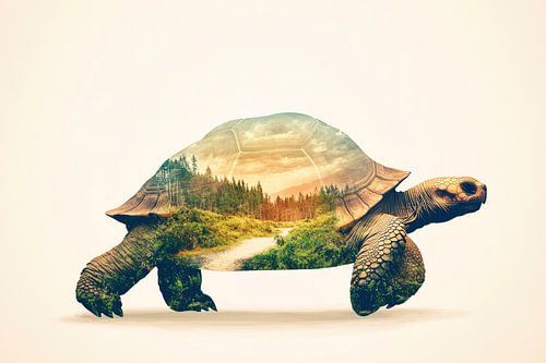 Natuur in een schildpadschild