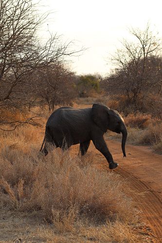 Baby-Elefant