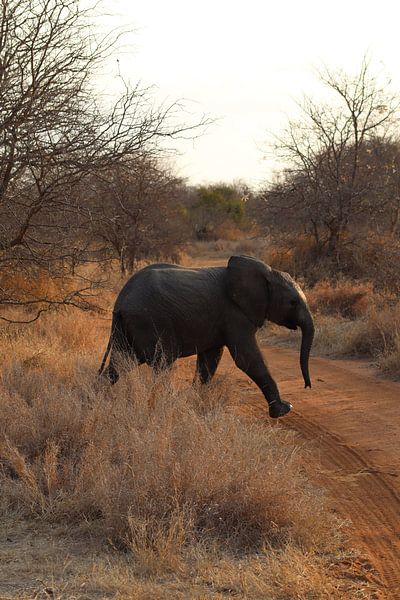 Bébé éléphant par Sabine de Klerk