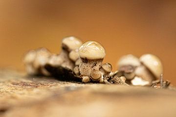 Miniatuurpaddenstoel van Rob Bergman