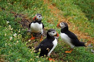 Papageitaucher auf der Insel Skellig Michael in Irland
