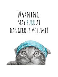 Cool Cat - Dangerous Purrer