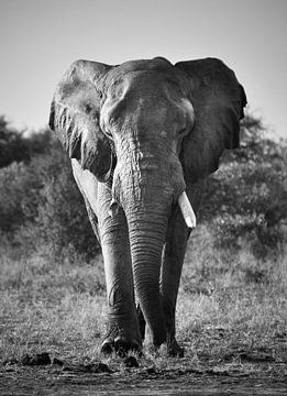 Elefantenbulle von Robert Styppa