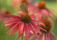 Herrliche Sommerzeit (fröhliches Foto eines Schmetterlings auf dem Echinacea)) von Birgitte Bergman Miniaturansicht