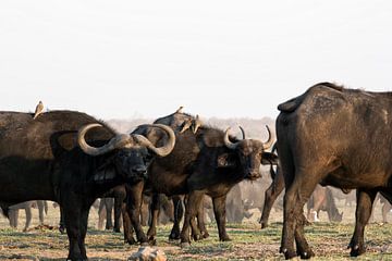 De Afrikaanse buffel of Kaapse buffel in de Okavango Delta, Botswana, Afrika van Tjeerd Kruse