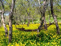 Hangmat in de bloemenweide