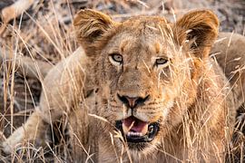 Sleepy Widow by Photo By Nelis