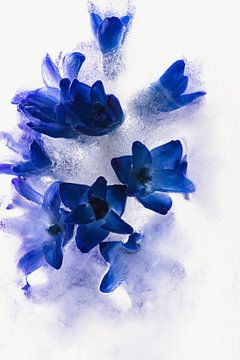 Hyacinth in ice 3 by Marc Heiligenstein