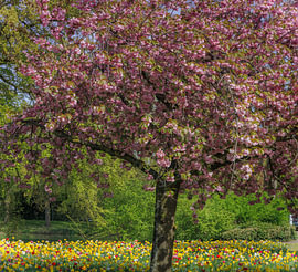 Parc Wilhelmina à Breda sur I Love Breda