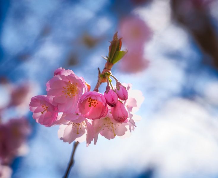 Rosa Blüten einer Zierkirsche von ManfredFotos